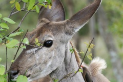 Kudu