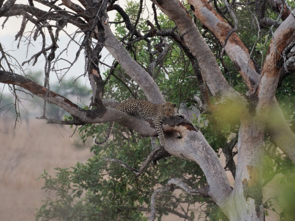 Leopard at dawn