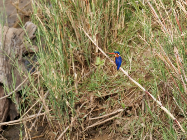Malachite Kingfisher