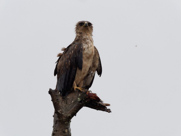 Martial Eagle in the rain