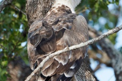 Martial Eagle