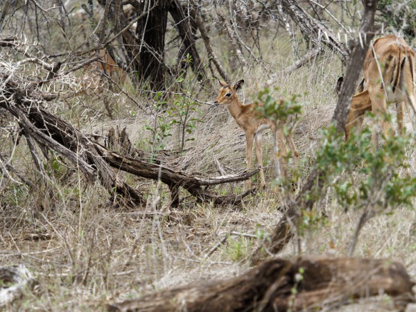 New born Impala