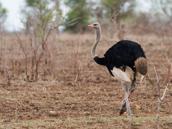 Ostrich