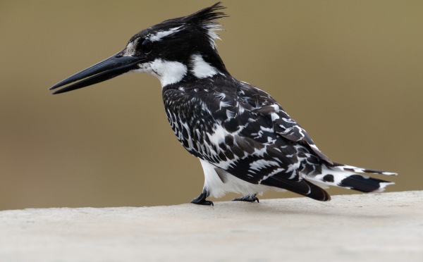 Pied Kingfisher