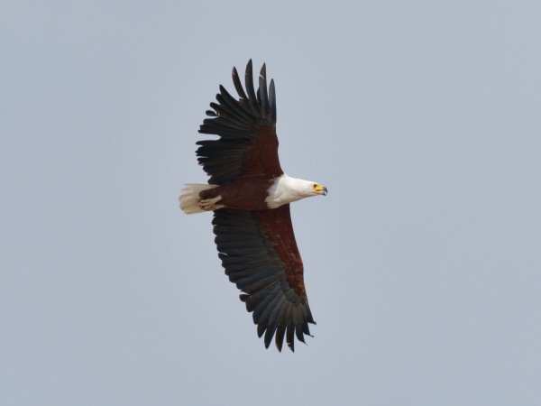 Schreiseeadler