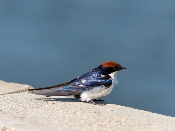 African Red Rumped Swallow