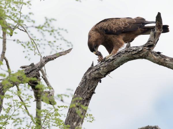 águila rapaz con lagarto