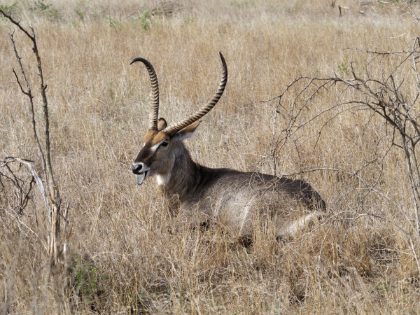 Wasserbock