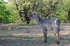 Waterbuck