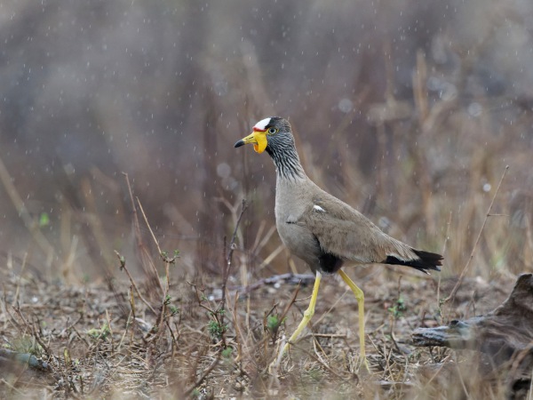 White-Crowned Lapwing