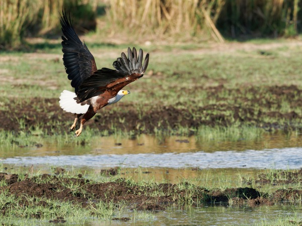 African Fish Eagle