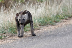 young hyena