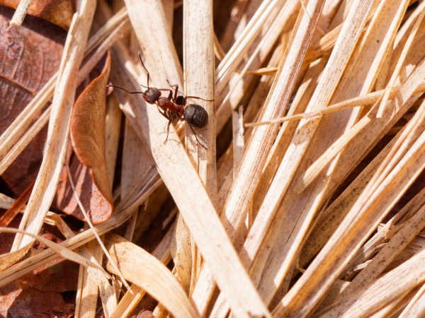 Rote Waldameise