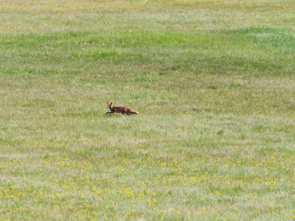 Fox on the run