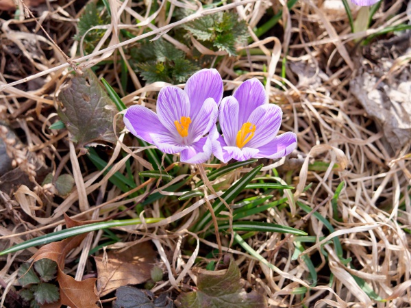 Frühling
