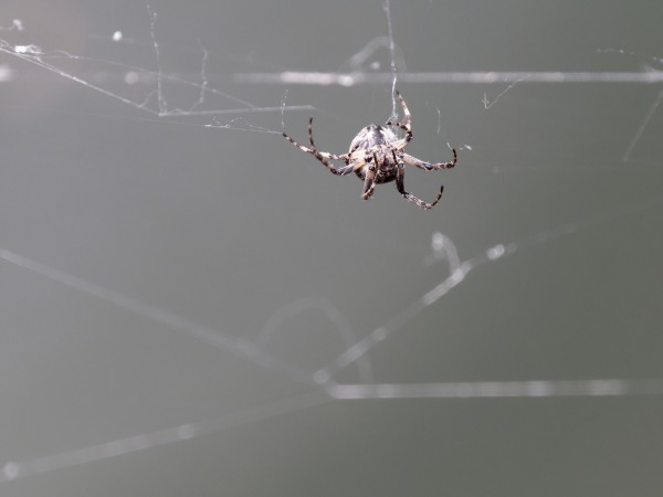 Kreuzspinne