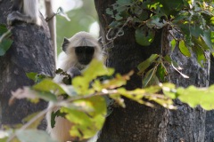 Langur