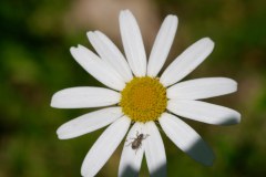 Margerite mit Besuch