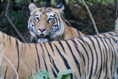 Tiger cubs