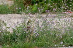 Versteckt im Gras