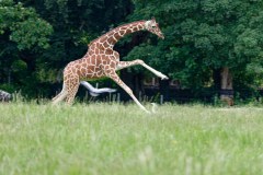 Giraffe im Galopp