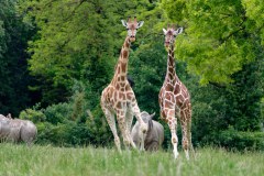 Giraffen-Duo