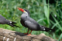 Inka-Seeschwalbe