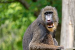 Mandrill
