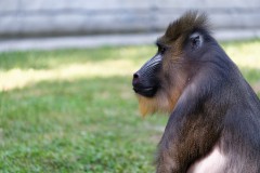 Mandrill