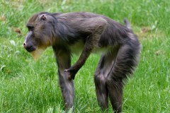 Mandrill