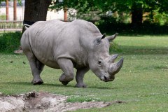 Nashorn im Galopp