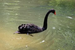 Schwarzer Schwan