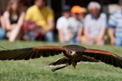 Wüstenbussard