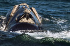 Ballena Austral