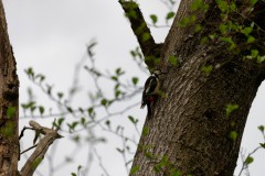 Buntspecht, spotted Woodpecker