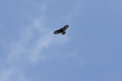 Bussard