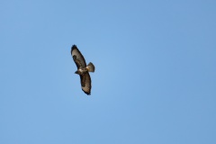 Bussard