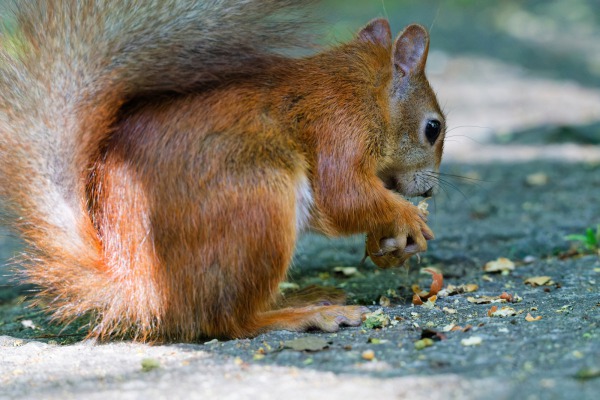 Eichhörnchen mit Nuss