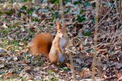 Eichhörnchen