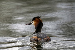 Haubentaucher