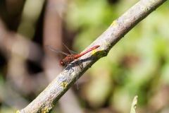 Libelle sitzend