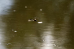 Libelle