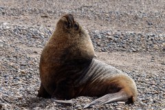 Lobo del mar
