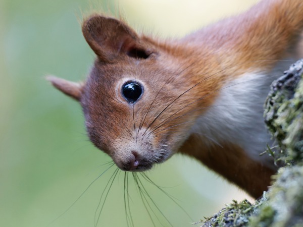 Neugieriges Eichhörnchen