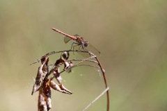 Rote Libelle