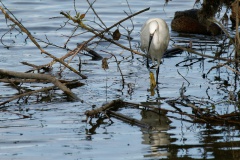 Seidenreiher