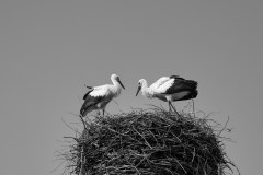 Störche im Nest