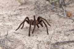 Araña avicular