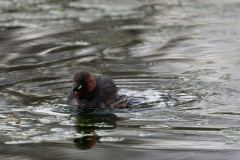 Zwergtaucher