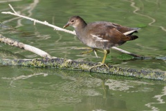 junges Teichhuhn